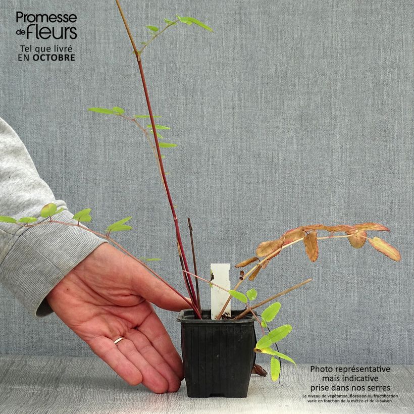 Exemplaar van Sanguisorba hakusanensis Pink Brushes - Pimpernel Kweekpotje van 8/9 cm zoals geleverd in de herfst