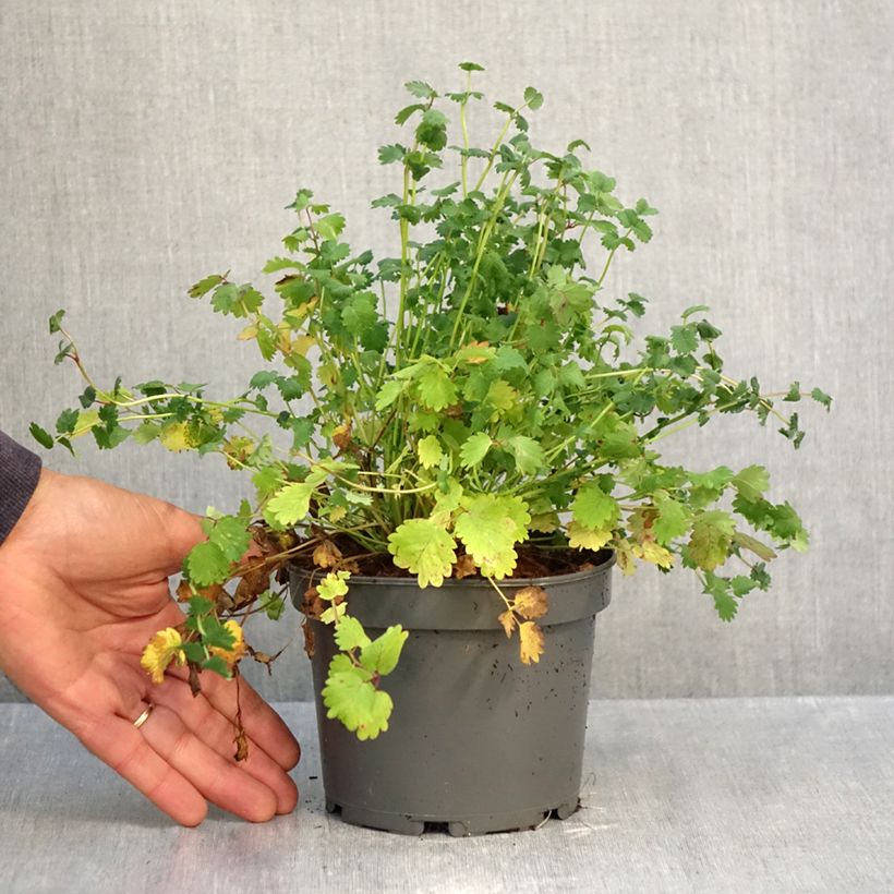 Exemplaar van Sanguisorba minor - Kleine pimpernel Pot van 1,5 l/2 l zoals geleverd in de herfst