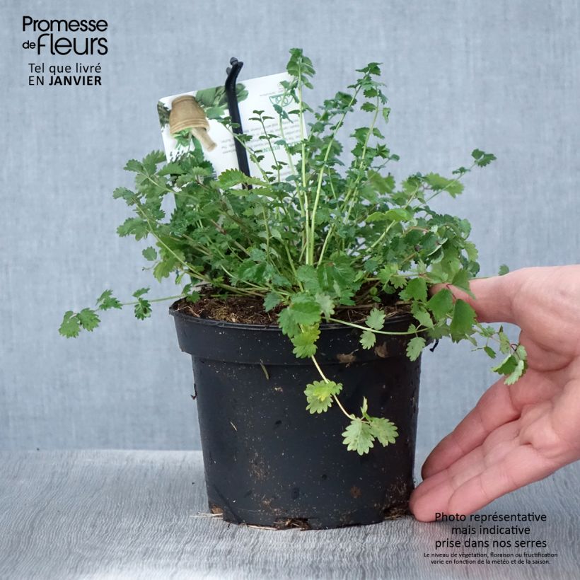 Example of Sanguisorba minor - Petite Pimprenelle Pot van 1,5 l/2 l as you get in hiver