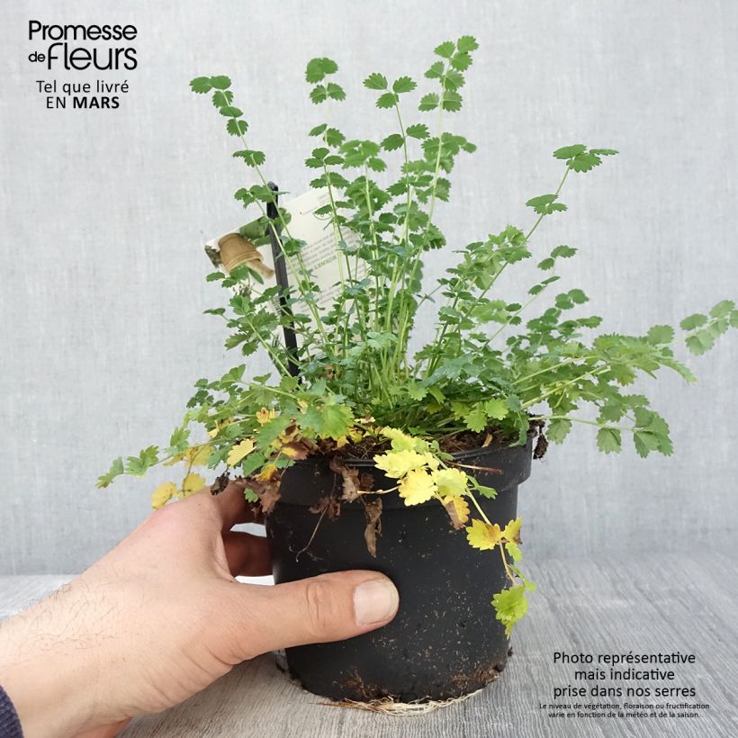 Exemplaar van Sanguisorba minor - Kleine pimpernel Pot van 1,5 l/2 l zoals geleverd in de lente