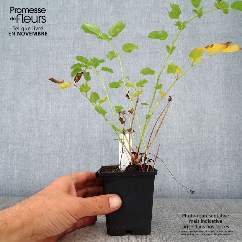 Exemplaar van Sanguisorba obtusa - Pimpernel Kweekpotje van 8/9 cm zoals geleverd in de herfst
