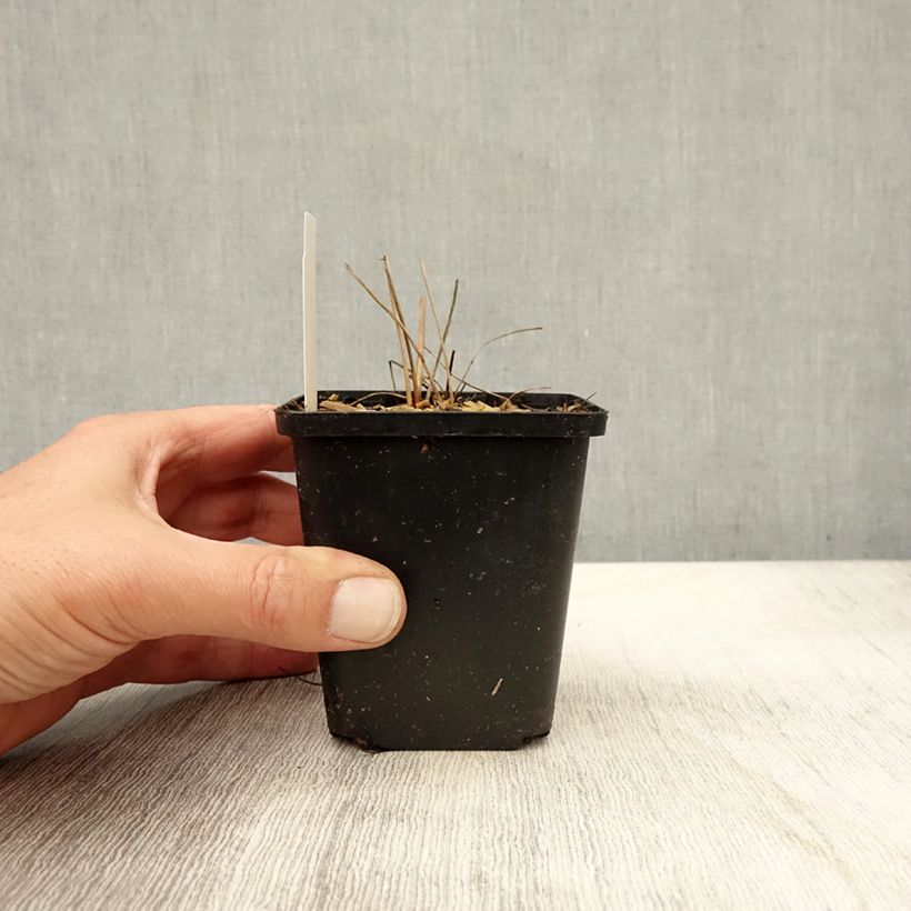 Exemplaar van Sanguisorba officinalis Arnhem - Grote pimpernel Kweekpotje van 8/9 cm zoals geleverd in de herfst