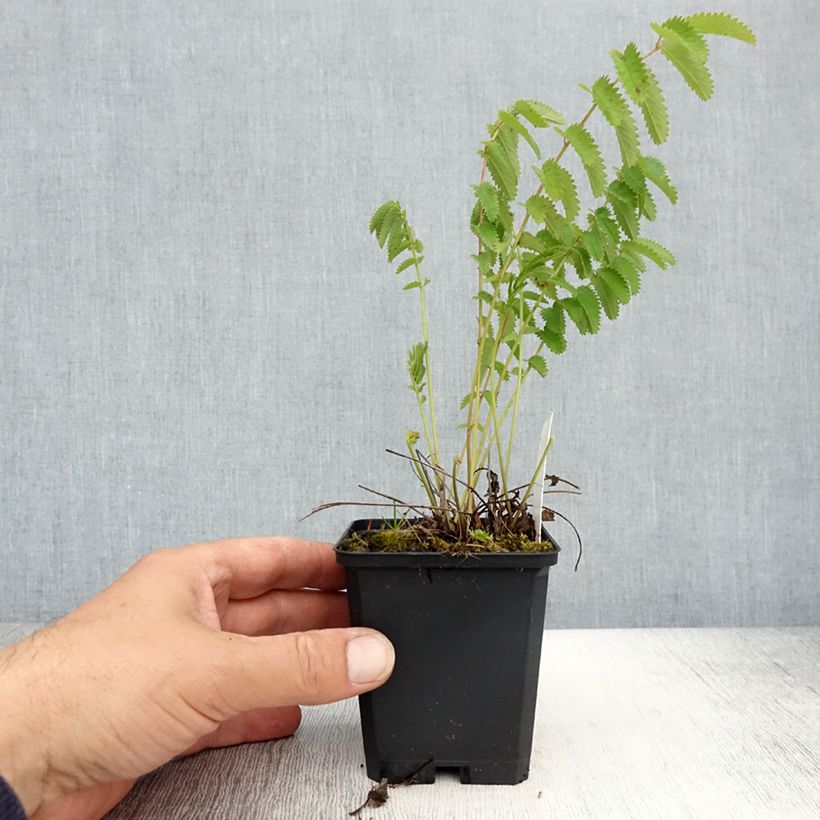 Exemplaar van Sanguisorba officinalis Arnhem - Grote pimpernel Kweekpotje van 8/9 cm zoals geleverd in de lente