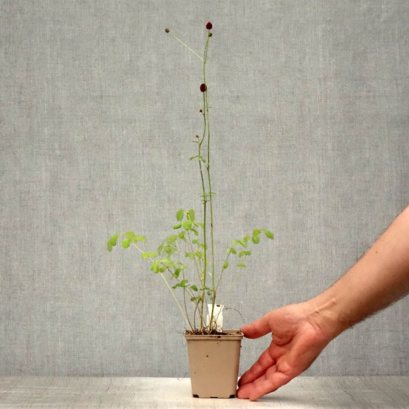 Exemplaar van Sanguisorba officinalis Morning Select - Grote pimpernel Kweekpotje van 8/9 cm zoals geleverd in de zomer