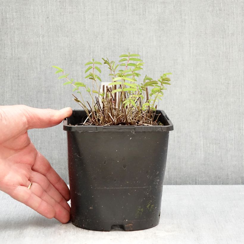 Exemplaar van Sanguisorba officinalis Pink Tanna - Grote pimpernel Pot van 2 l/3 l zoals geleverd in de lente