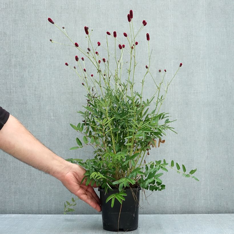 Exemplaar van Sanguisorba Plum Drops - Pimpernel Pot van 1,5 l/2 l zoals geleverd in de zomer