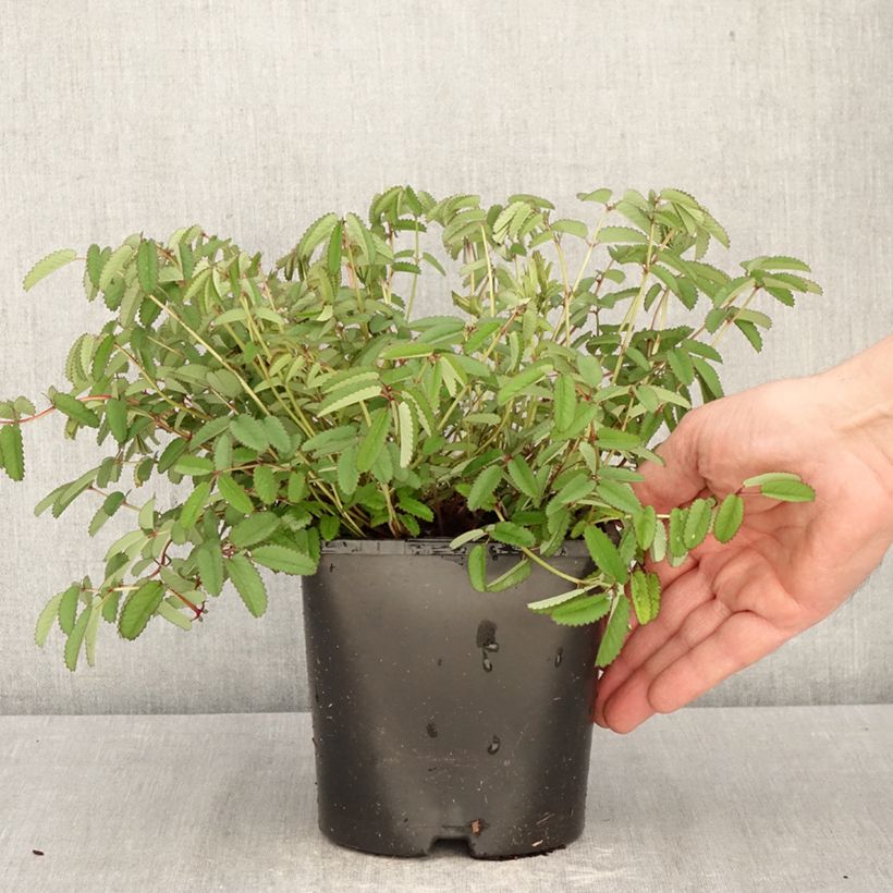Exemplaar van Sanguisorba Plum Drops - Pimpernel Pot van 1,5 l/2 l zoals geleverd in de lente