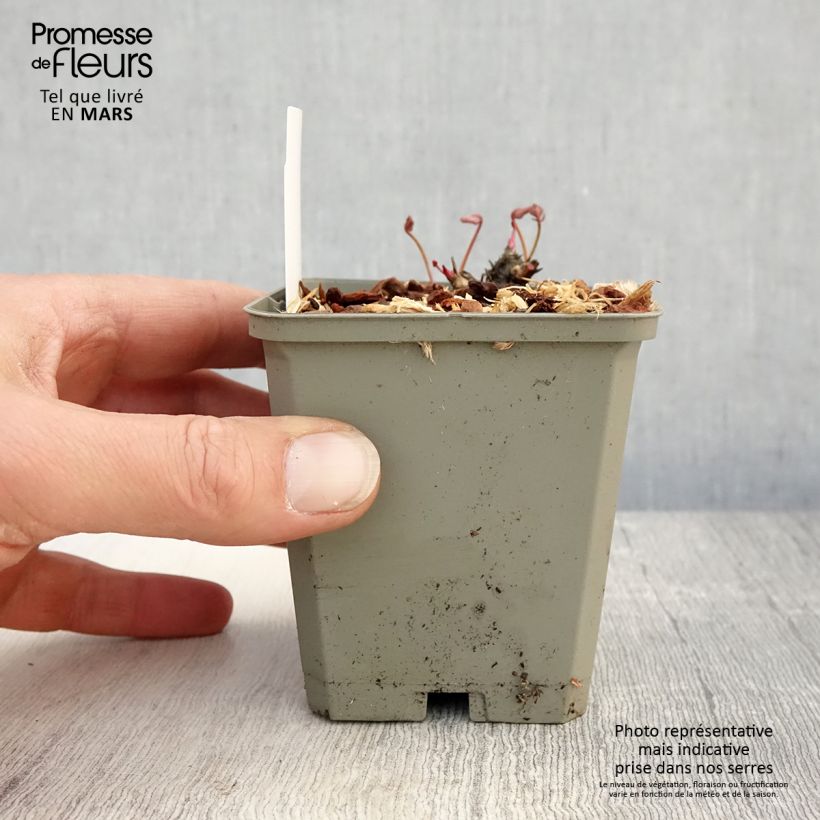 Exemplaar van Sanguisorba Proud Mary - Bloedwortel Kweekpotje van 8/9 cm zoals geleverd in de lente