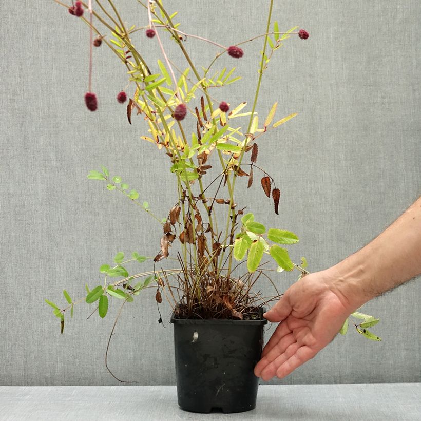 Exemplaar van Sanguisorba Proud Mary - Bloedwortel Pot van 2 l/3 l zoals geleverd in de zomer