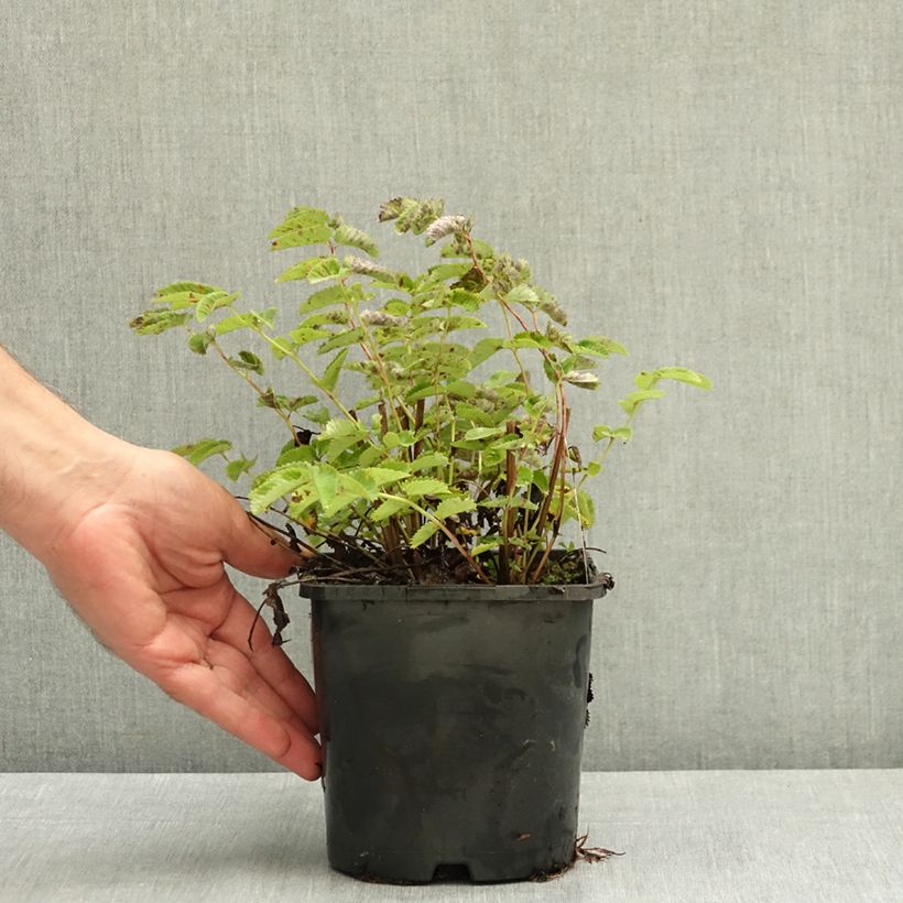 Exemplaar van Sanguisorba Wake Up - Pimpernel Pot van 1,5 l/2 l zoals geleverd in de zomer