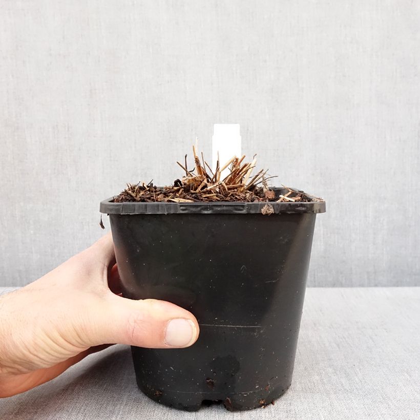 Example of Sanguisorba White Brushes - Pimpernel Pot van 2 l/3 l as you get in hiver