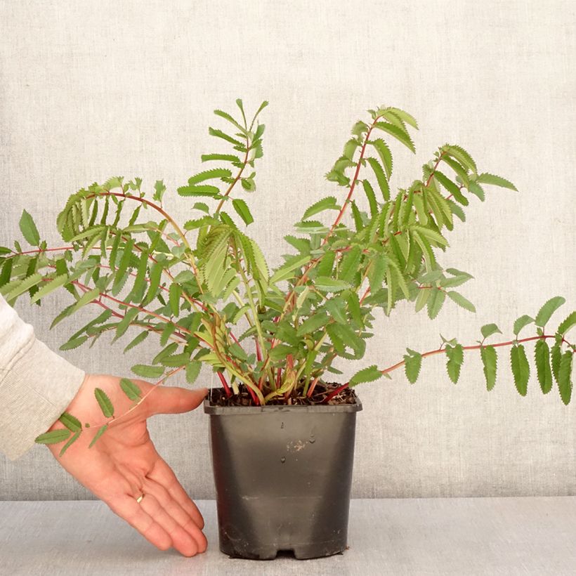 Exemplaar van Sanguisorba White Brushes - Pimpernel Pot van 2 l/3 l zoals geleverd in de lente