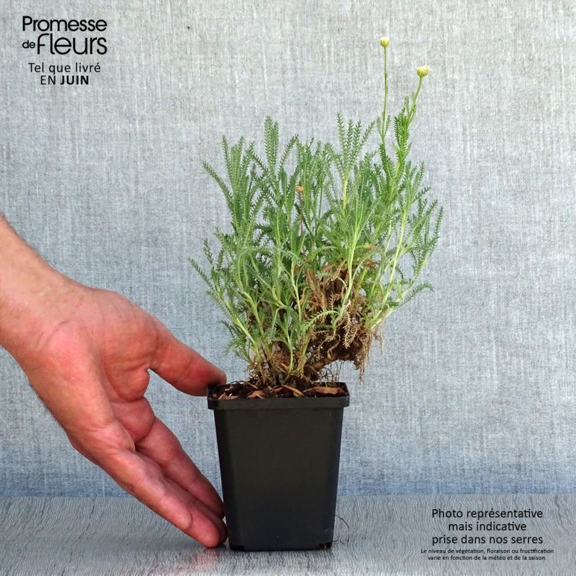 Exemplaar van Santolina pinnata subsp neapolitana Edward Bowles - Heiligenbloem Kweekpotje van 8/9 cm zoals geleverd in de zomer