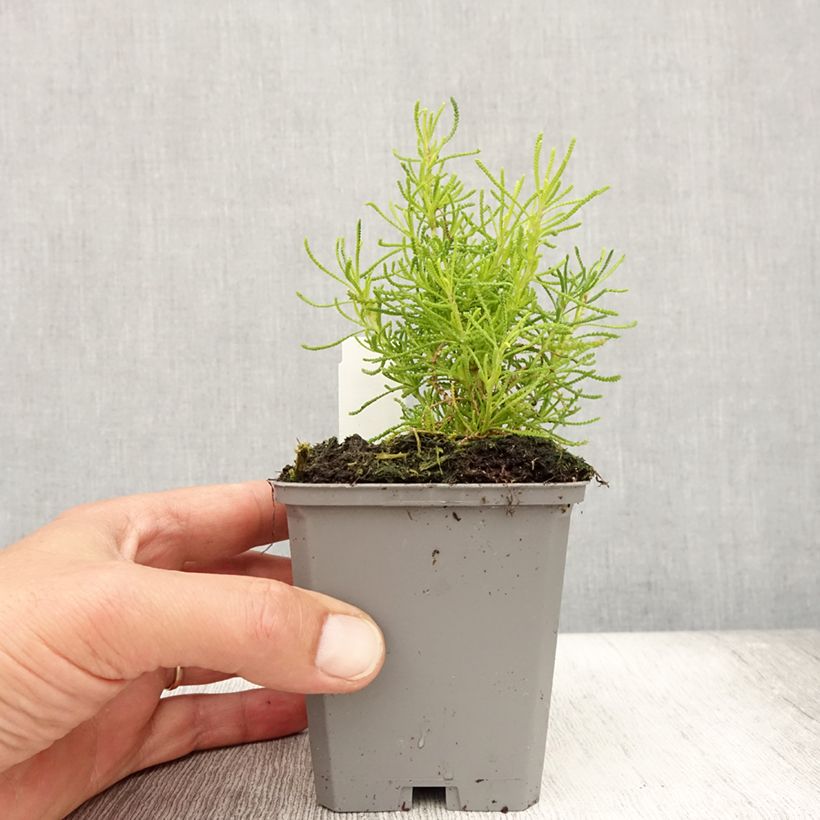 Exemplaar van Santoline Lemon Fizz - Heiligenbloem Kweekpotje van 8/9 cm zoals geleverd in de zomer