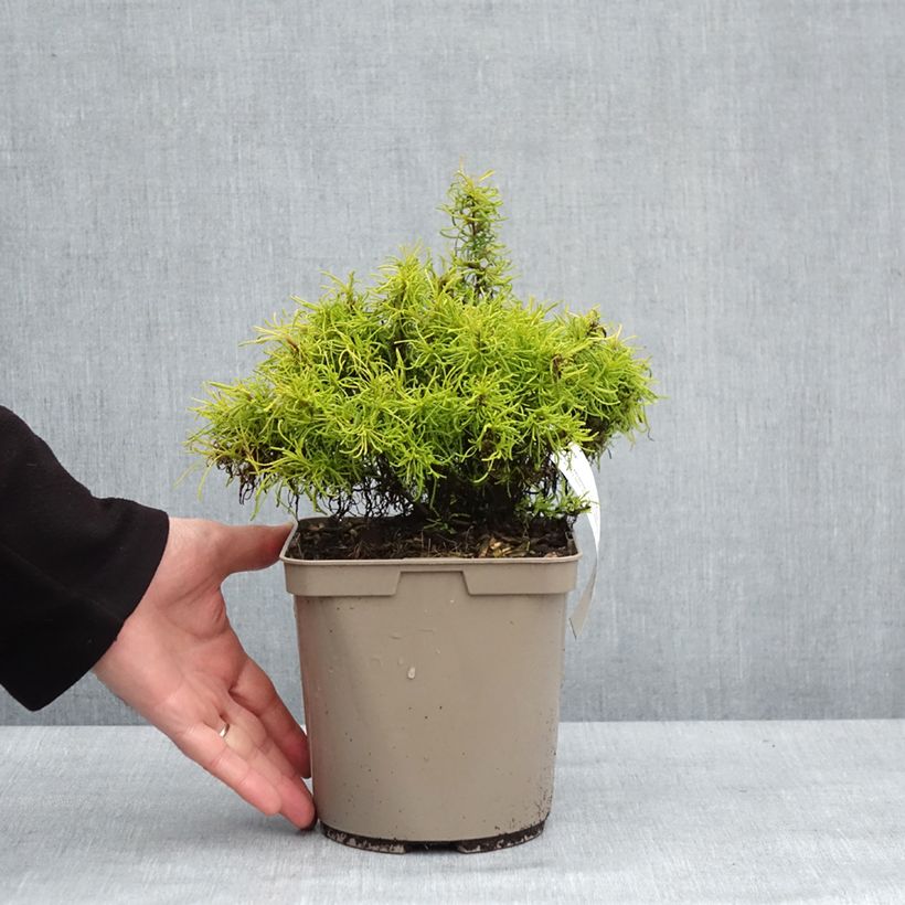 Example of Santoline Lemon Fizz - Heiligenbloem Pot van 2 l/3 l as you get in hiver