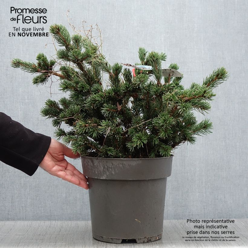 Exemplaar van Picea pungens Lucky Strike - Blauwe spar Pot van 3 l/4 l zoals geleverd in de herfst