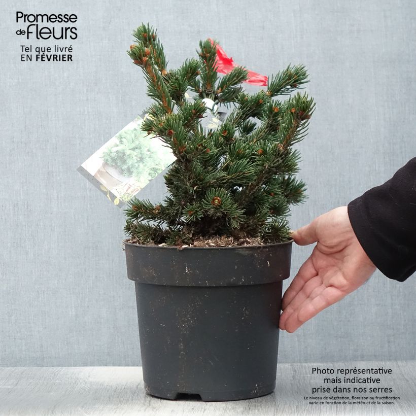 Example of Sapin bleu, Epicéa du Colorado - Picea pungens Lucky Strike Pot van 3 l/4 l as you get in hiver