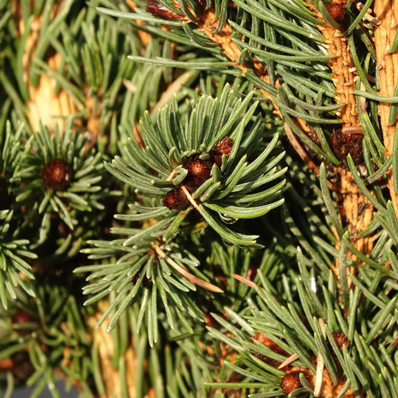 Picea pungens Lucky Strike - Blauwe spar (Blad)