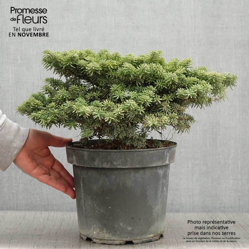Exemplaar van Abies koreana Tundra - Koreaanse zilverspar Stuk zoals geleverd in de herfst