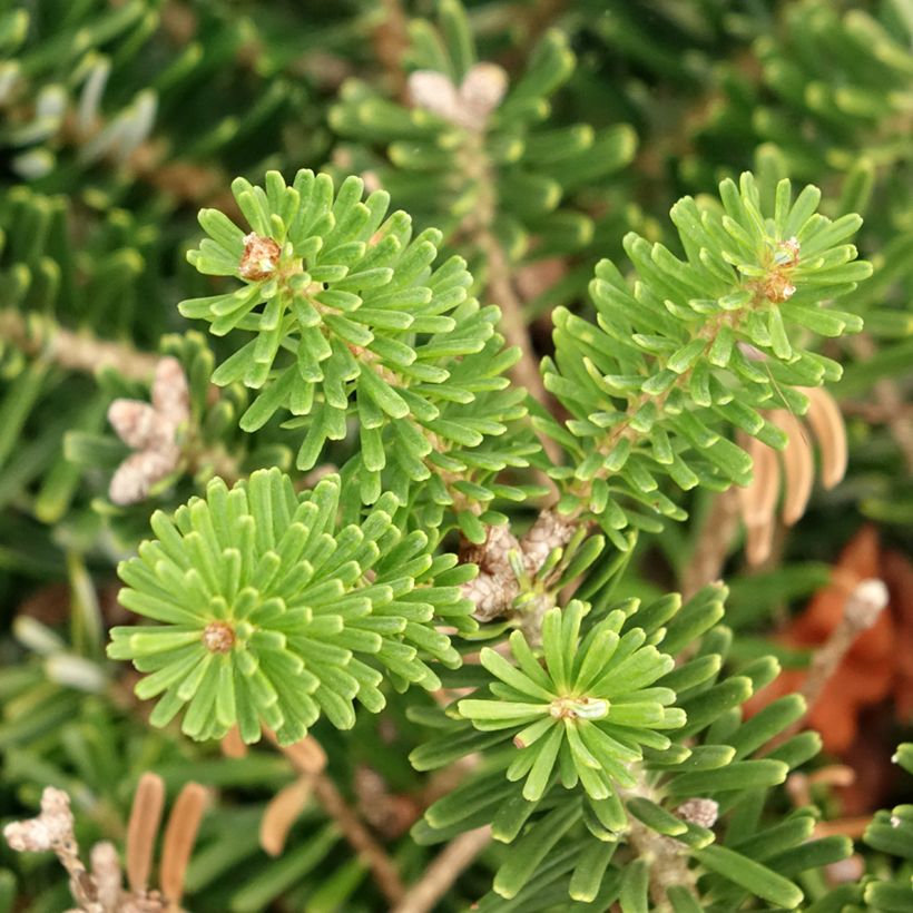 Abies koreana Green Carpet - Koreaanse zilverspar (Blad)