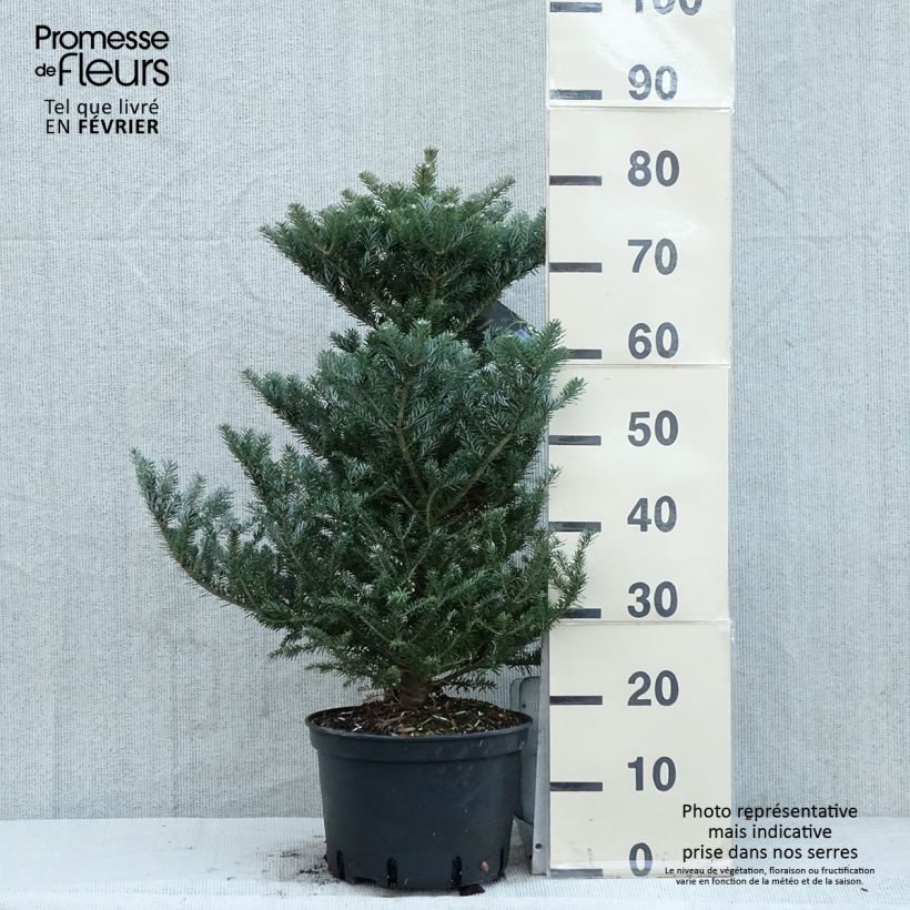 Example of Sapin de Corée nain - Abies koreana Molli Pot van 4 l/5 l as you get in hiver