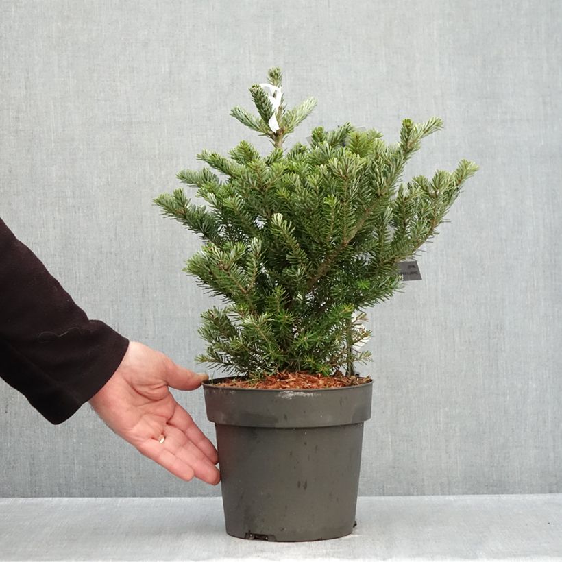 Exemplaar van Abies koreana Molli - Koreaanse zilverspar Pot van 4 l/5 l zoals geleverd in de herfst