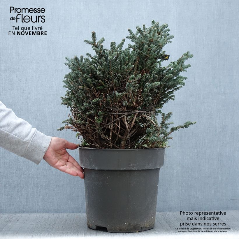 Exemplaar van Sapin de Corée nain - Abies koreana Oberon Pièce zoals geleverd in de herfst