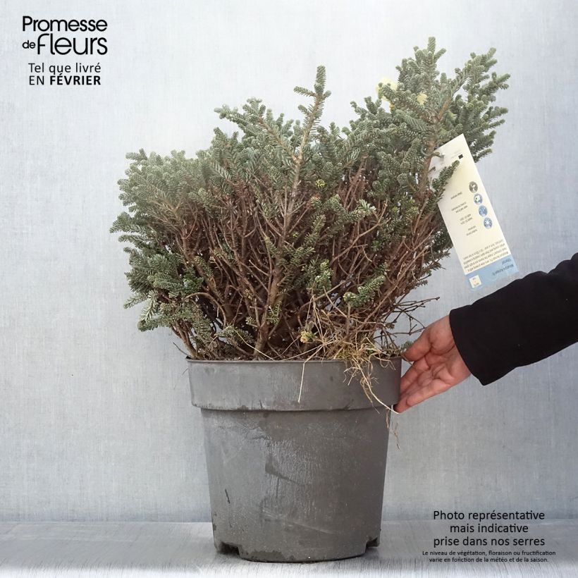 Example of Sapin de Corée nain - Abies koreana Oberon Stuk as you get in hiver