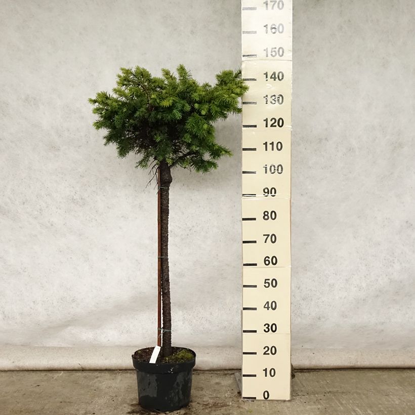 Exemplaar van Pseudotsuga menziesii Fletcheri - Douglasspar Pot van 7,5 l/10 l, Stengel zoals geleverd in de zomer