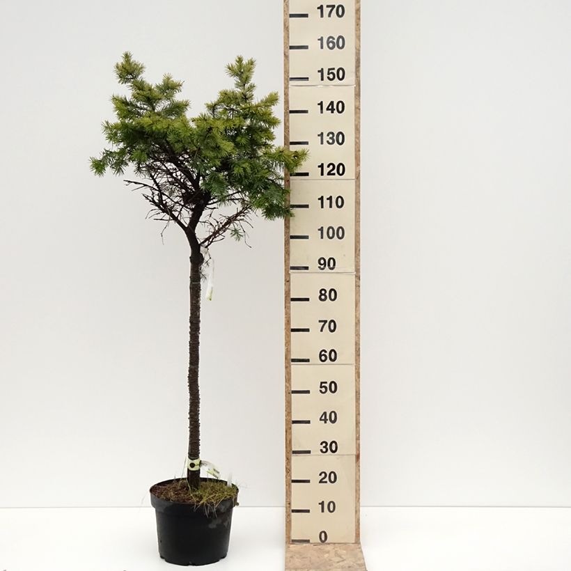 Example of Sapin de Douglas - Pseudotsuga menziesii Fletcheri Pot van 7,5 l/10 l as you get in hiver