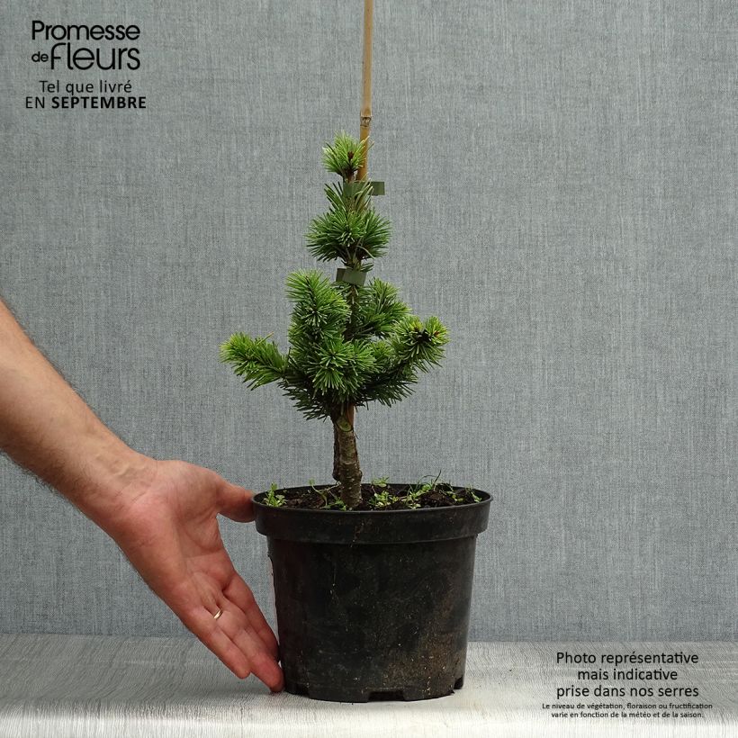 Example of Sapin de Douglas - Pseudotsuga menziesii Pannenhoef   Pot van 3 l/4 l as you get in automne
