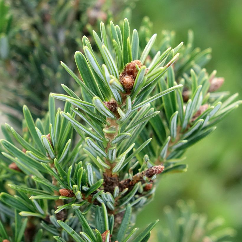 Abies nordmanniana Kulista - Nordmann-spar (Blad)