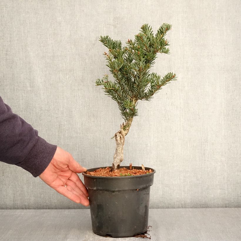 Exemplaar van Abies nordmanniana Kulista - Nordmann-spar Pot van 3 l/4 l zoals geleverd in de lente