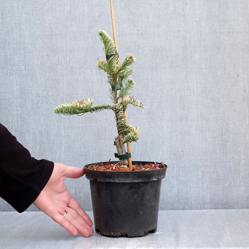 Example of Abies procera Sherwoodii - Edelspar Pot van 3 l/4 l as you get in automne