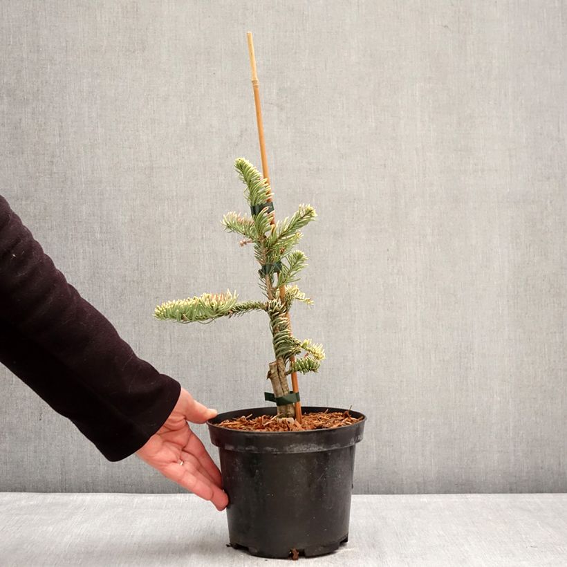 Exemplaar van Abies procera Sherwoodii - Edelspar Pot van 3 l/4 l zoals geleverd in de winter