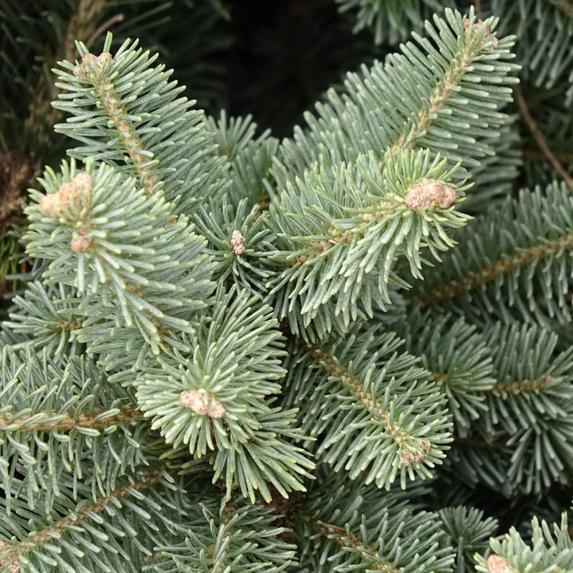 Abies lasiocarpa Compacta - Bergzilverspar (Blad)