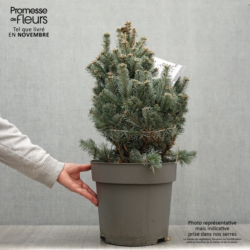 Exemplaar van Sapin subalpin - Abies lasiocarpa Compacta Pot de 6L/7L zoals geleverd in de herfst
