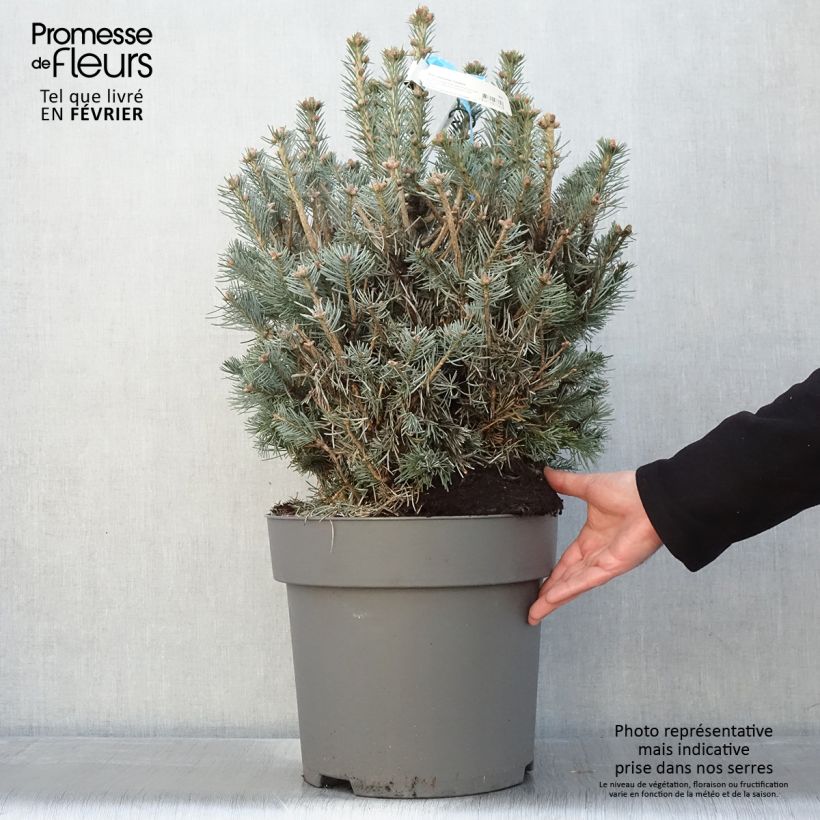 Example of Abies lasiocarpa Compacta - Bergzilverspar Pot van 6 l/7 l as you get in hiver