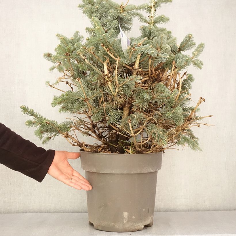 Exemplaar van Abies lasiocarpa Compacta - Bergzilverspar Pot van 6 l/7 l zoals geleverd in de lente