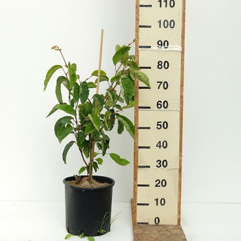 Exemplaar van Sapium japonicum - Neoshirakia japonica Pot van 12 l/15 l zoals geleverd in de zomer
