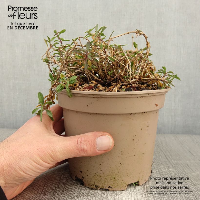 Exemplaar van Saponaria ocymoides - Zeepkruid Pot van 2 l/3 l zoals geleverd in de herfst