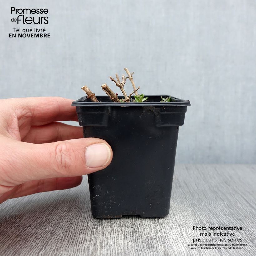 Exemplaar van Saponaria officinalis - Zeepkruid Kweekpotje van 7/8 cm zoals geleverd in de herfst