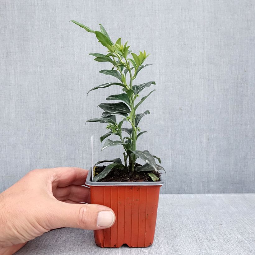 Exemplaar van Sarcococca confusa - Vleesbes Kweekpotje van 8/9 cm zoals geleverd in de herfst