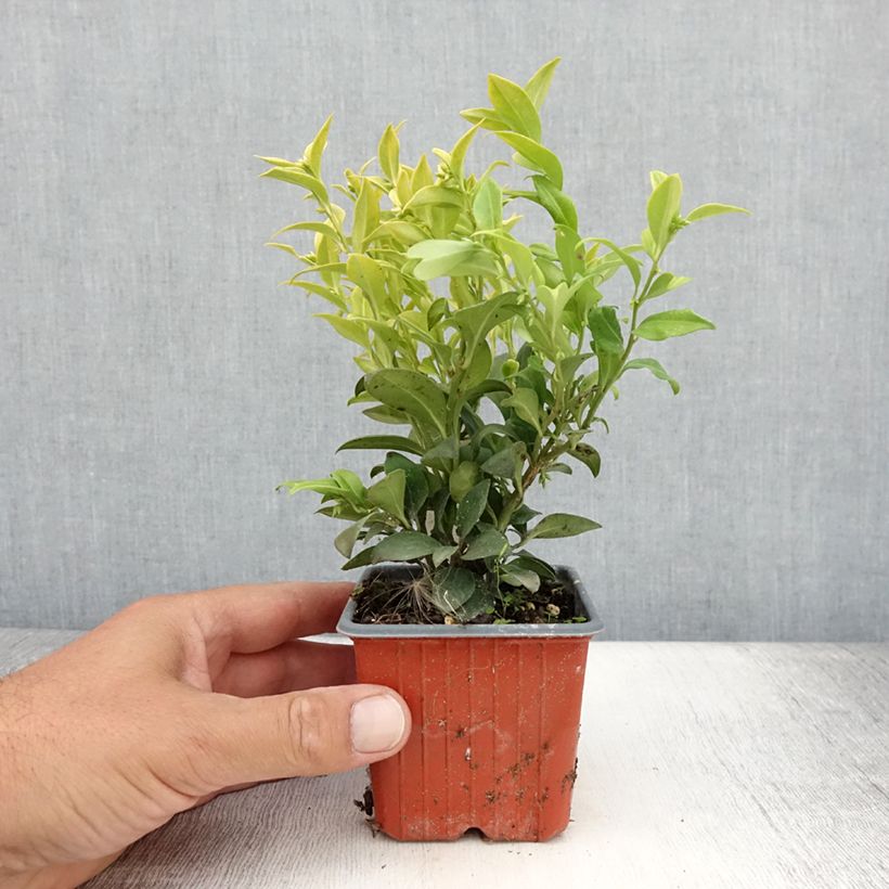 Exemplaar van Sarcococca confusa - Vleesbes Kweekpotje van 8/9 cm zoals geleverd in de zomer