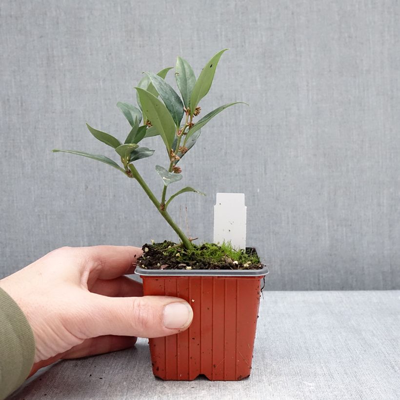 Example of Sarcococca Dragon's gate Kweekpotje van 8/9 cm as you get in hiver