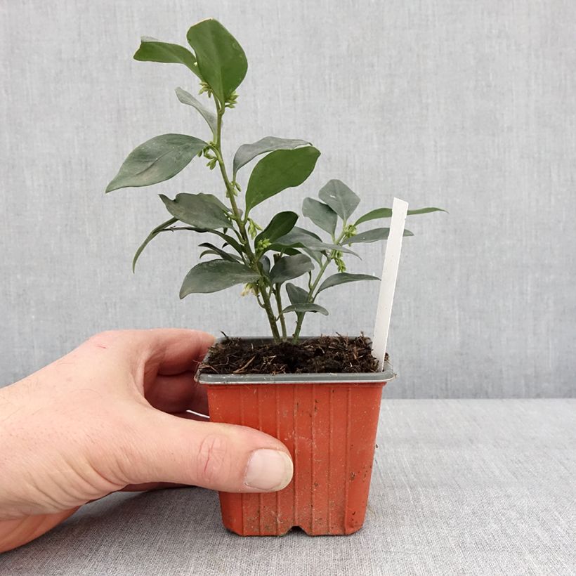 Example of Sarcococca hookeriana humilis - Vleesbes Kweekpotje van 8/9 cm as you get in hiver