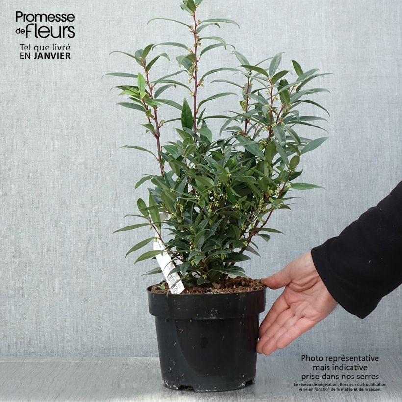 Example of Sarcococca hookeriana Purple Gem - Vleesbes Pot van 3 l/4 l as you get in hiver