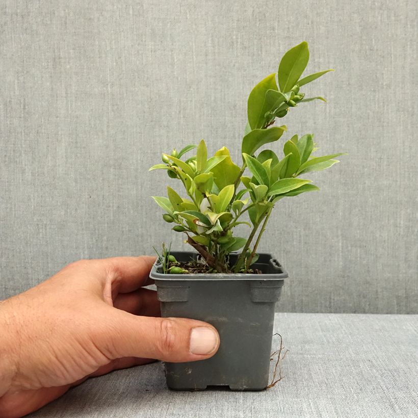 Exemplaar van Sarcococca ruscifolia - Vleesbes Kweekpotje van 8/9 cm zoals geleverd in de lente