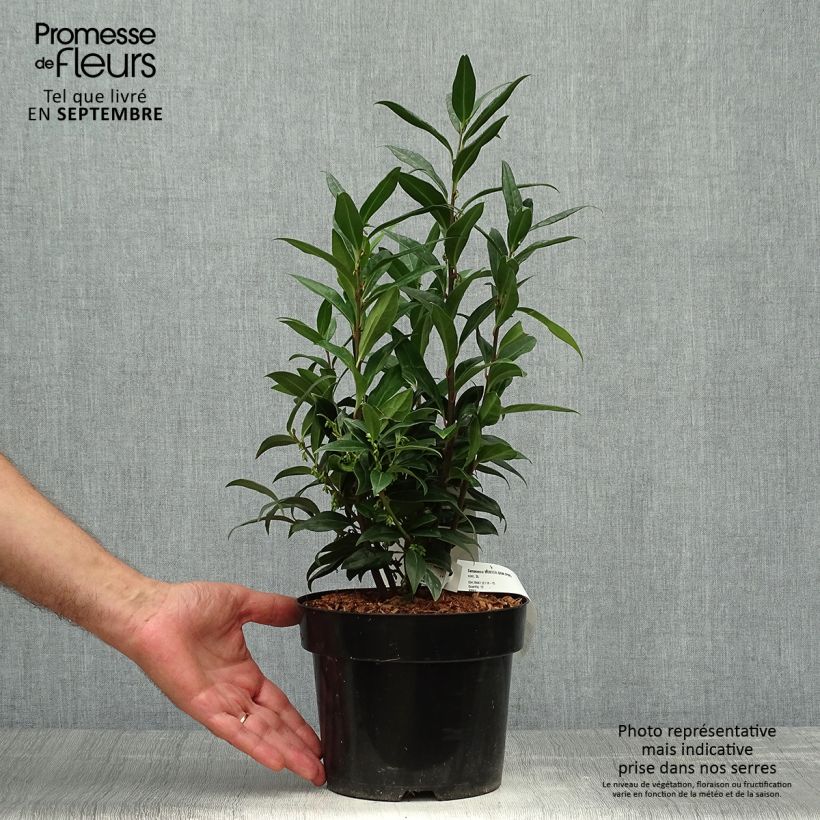 Exemplaar van Sarcococca Winter Gem - Vleesbes Pot van 2 l/3 l zoals geleverd in de herfst