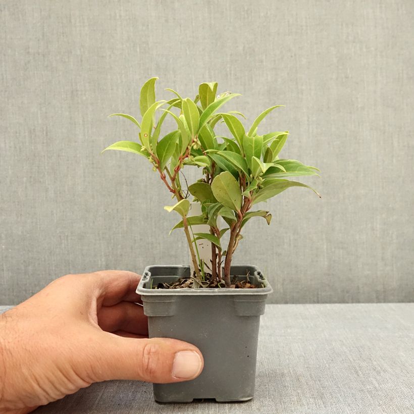 Exemplaar van Sarcococca Winter Gem - Vleesbes Kweekpotje van 8/9 cm zoals geleverd in de zomer